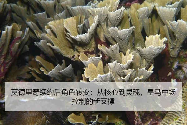 莫德里奇续约后角色转变：从核心到灵魂，皇马中场控制的新支撑